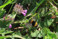White-or-Buff-tailed-Bumblebee